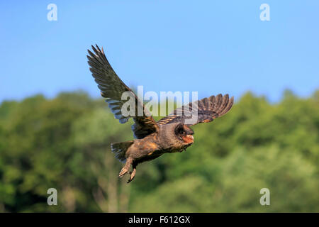 São Tomé Barbagianni (Tyto thomensis), Adulto battenti, Kasselburg, Eifel, Germania Foto Stock