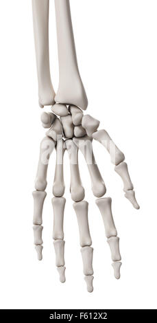 Dal punto di vista medico illustrazione accurata del sistema scheletrico - la mano Foto Stock