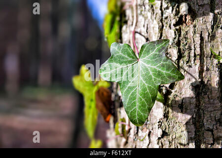 Edera su un albero Foto Stock