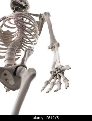 Dal punto di vista medico illustrazione accurata del sistema scheletrico - il braccio Foto Stock