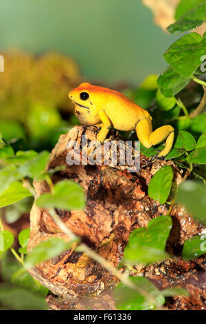 Nero-gambe rana di veleno, dart bicolore rana o neari (Phyllobates bicolore) con custodia di gola, adulto, avviso Foto Stock