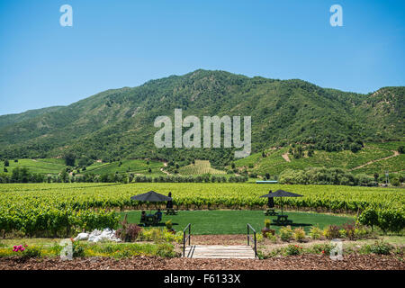 Vigneto a Vina cantina Montes, Santa Cruz, Valle di Colchagua, Cile Foto Stock