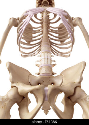 Medical accurata illustrazione della colonna vertebrale Foto Stock