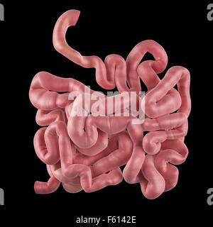 Dal punto di vista medico illustrazione accurata del piccolo intestino Foto Stock