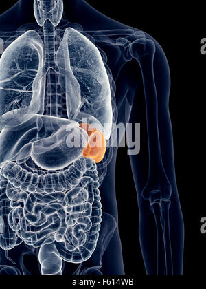 Dal punto di vista medico illustrazione accurata della milza Foto Stock