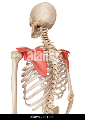 Medical accurata illustrazione della scapola Foto Stock
