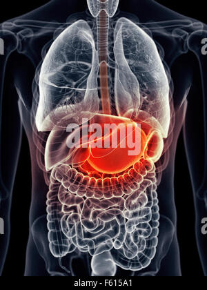 Dal punto di vista medico illustrazione accurata - dolorosa stomaco Foto Stock