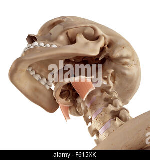 Medical accurata illustrazione del thyrohyoid Foto Stock