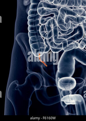 Dal punto di vista medico illustrazione accurata della appendice Foto Stock