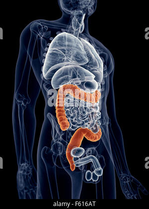 Dal punto di vista medico illustrazione accurata del colon Foto Stock
