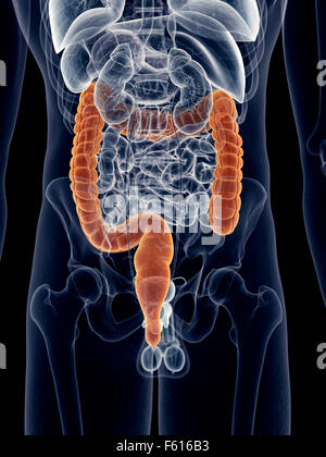 Dal punto di vista medico illustrazione accurata del colon Foto Stock