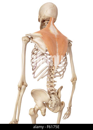 Medical accurata illustrazione del trapezius Foto Stock