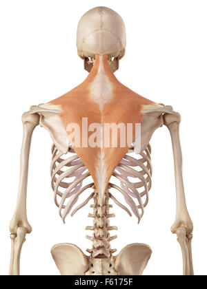 Medical accurata illustrazione del trapezius Foto Stock