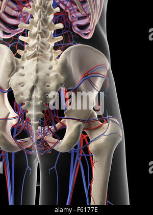 Dal punto di vista medico illustrazione accurata del diaframma pelvico sistema circolatorio Foto Stock