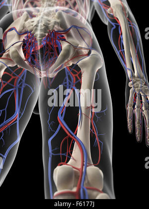 Dal punto di vista medico illustrazione accurata della gamba alimentazione di sangue Foto Stock