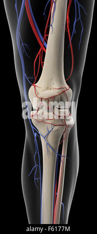 Dal punto di vista medico illustrazione accurata delle arterie e vene del ginocchio Foto Stock