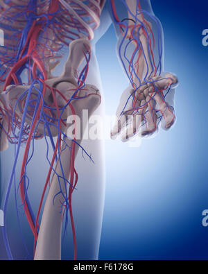 Dal punto di vista medico illustrazione accurata del sistema circolatorio - mano Foto Stock