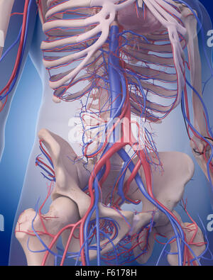 Dal punto di vista medico illustrazione accurata del sistema circolatorio - addome Foto Stock