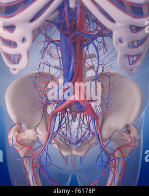 Dal punto di vista medico illustrazione accurata del sistema circolatorio - addome Foto Stock