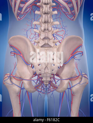 Dal punto di vista medico illustrazione accurata del sistema circolatorio - posteriore hip Foto Stock