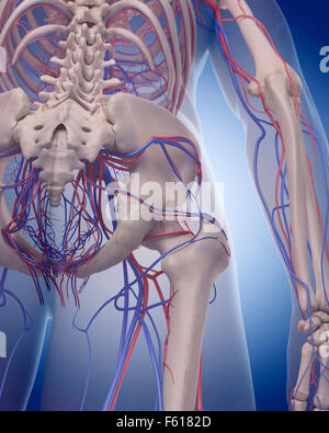 Dal punto di vista medico illustrazione accurata del sistema circolatorio - posteriore hip Foto Stock