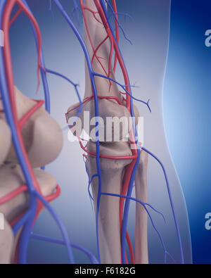 Dal punto di vista medico illustrazione accurata del sistema circolatorio - ginocchio Foto Stock