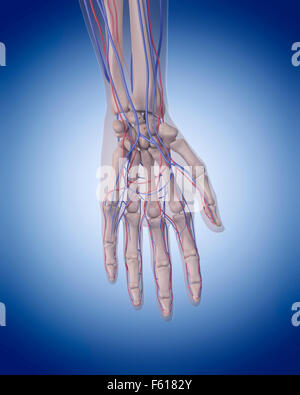 Dal punto di vista medico illustrazione accurata del sistema circolatorio - mano Foto Stock