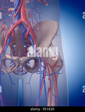 Dal punto di vista medico illustrazione accurata del sistema circolatorio - hip Foto Stock