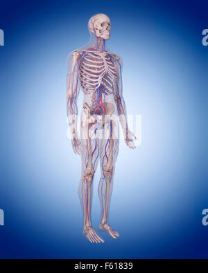 Dal punto di vista medico illustrazione accurata del sistema circolatorio Foto Stock