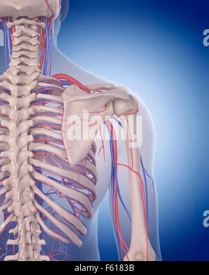 Dal punto di vista medico illustrazione accurata del sistema circolatorio - spalla Foto Stock