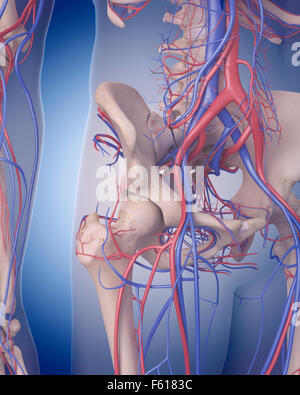 Dal punto di vista medico illustrazione accurata del sistema circolatorio - hip Foto Stock