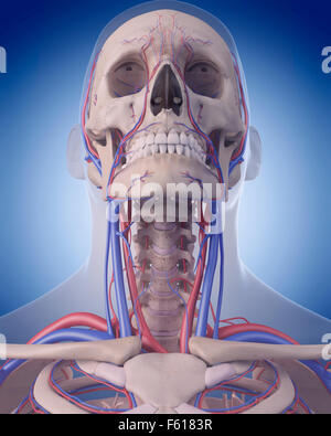 Dal punto di vista medico illustrazione accurata del sistema circolatorio - collo Foto Stock