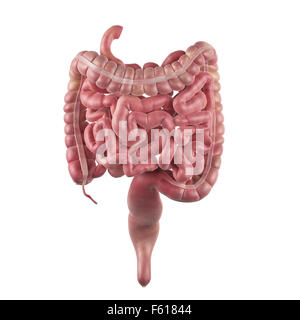 Dal punto di vista medico illustrazione accurata dell'intestino Foto Stock