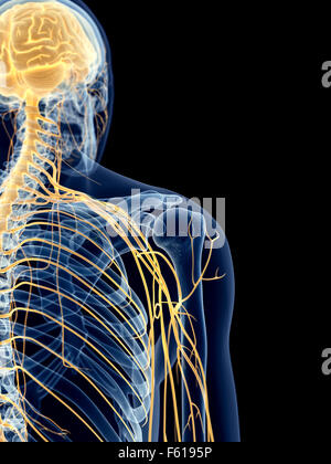 Dal punto di vista medico illustrazione accurata dei nervi della spalla Foto Stock