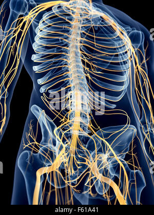 Dal punto di vista medico illustrazione accurata dei nervi addominale Foto Stock