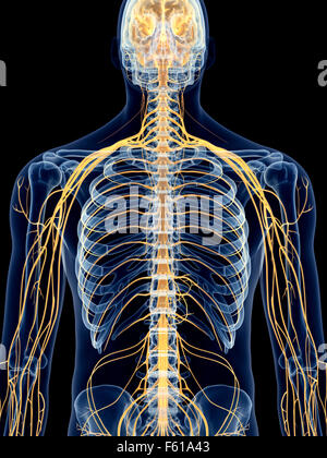 Dal punto di vista medico illustrazione accurata del nervo intercostale Foto Stock