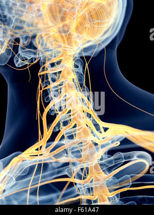 Dal punto di vista medico illustrazione accurata dei nervi cervicali Foto Stock