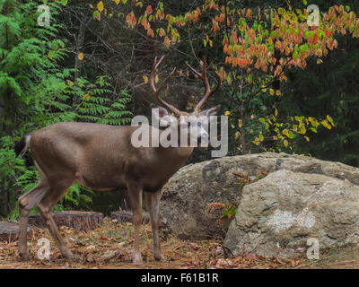 Un mulo cervo (Odocoileus hemionus) primo buck per la caduta di Rut, Sierra Foothills della California del Nord Foto Stock