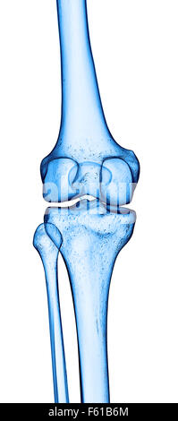 Dal punto di vista medico illustrazione accurata del ginocchio scheletrico Foto Stock