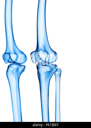 Dal punto di vista medico illustrazione accurata del ginocchio scheletrico Foto Stock