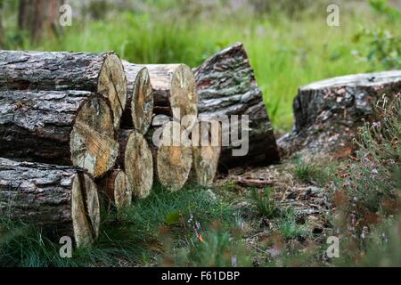 Un paio di trito di tronchi di legno sovrapposti in foresta Foto Stock