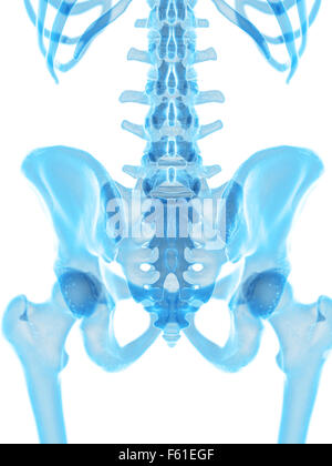 Dal punto di vista medico illustrazione accurata dell'anca Foto Stock