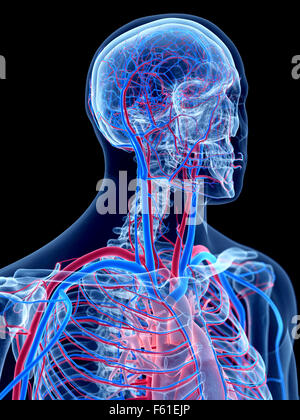 Il sistema vascolare umano - il collo Foto Stock