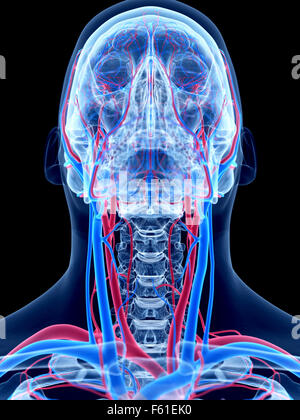 Il sistema vascolare umano - il collo Foto Stock