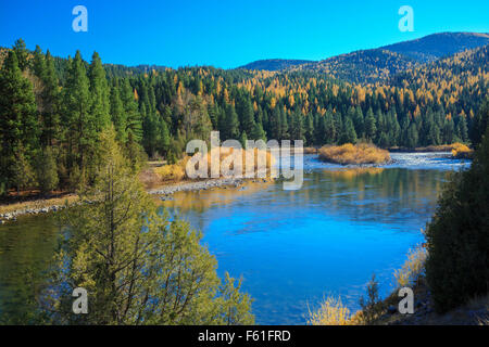 Colori autunnali di larice lungo il fiume blackfoot in corricks riverbend accesso di pesca vicino a potomac, montana Foto Stock