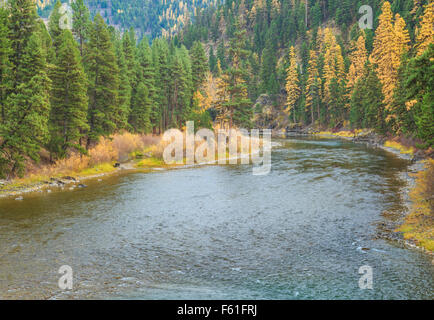 Colori autunnali di larice lungo il fiume blackfoot in whitaker ponte di accesso di pesca vicino a potomac, montana Foto Stock