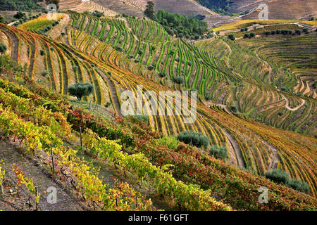 I vigneti di Pinhao valle nel cuore della Regione dei Vini di Alto Douro (patrimonio mondiale dell'UNESCO, il sito), Porto e Norte, Portogallo Foto Stock