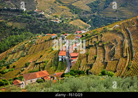 I vigneti di Pinhao valle nel cuore della Regione dei Vini di Alto Douro (patrimonio mondiale dell'UNESCO, il sito), Porto e Norte, Portogallo Foto Stock