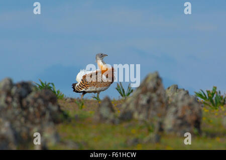 Grande (Bustard Otis tarda). La Serena. Extremadura. Spagna Foto Stock