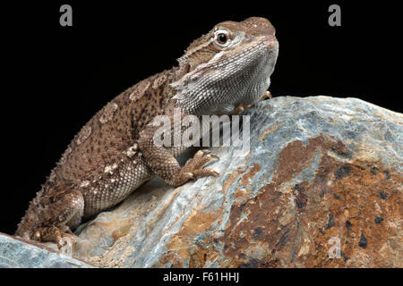 Rankin il drago (Pogona Henrylawsoni) Foto Stock